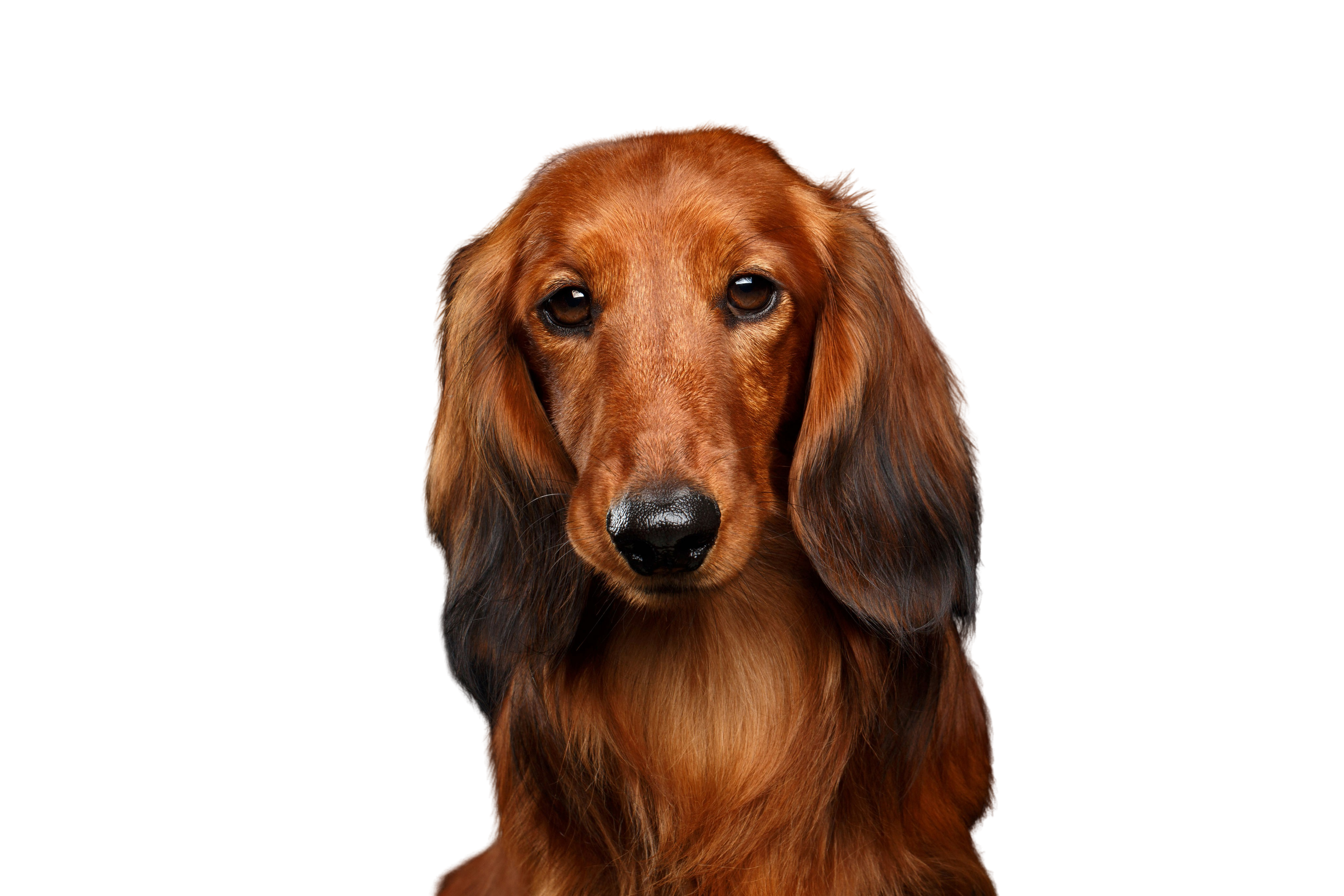 Mini Dachshund: Dog Breed Characteristics & Care