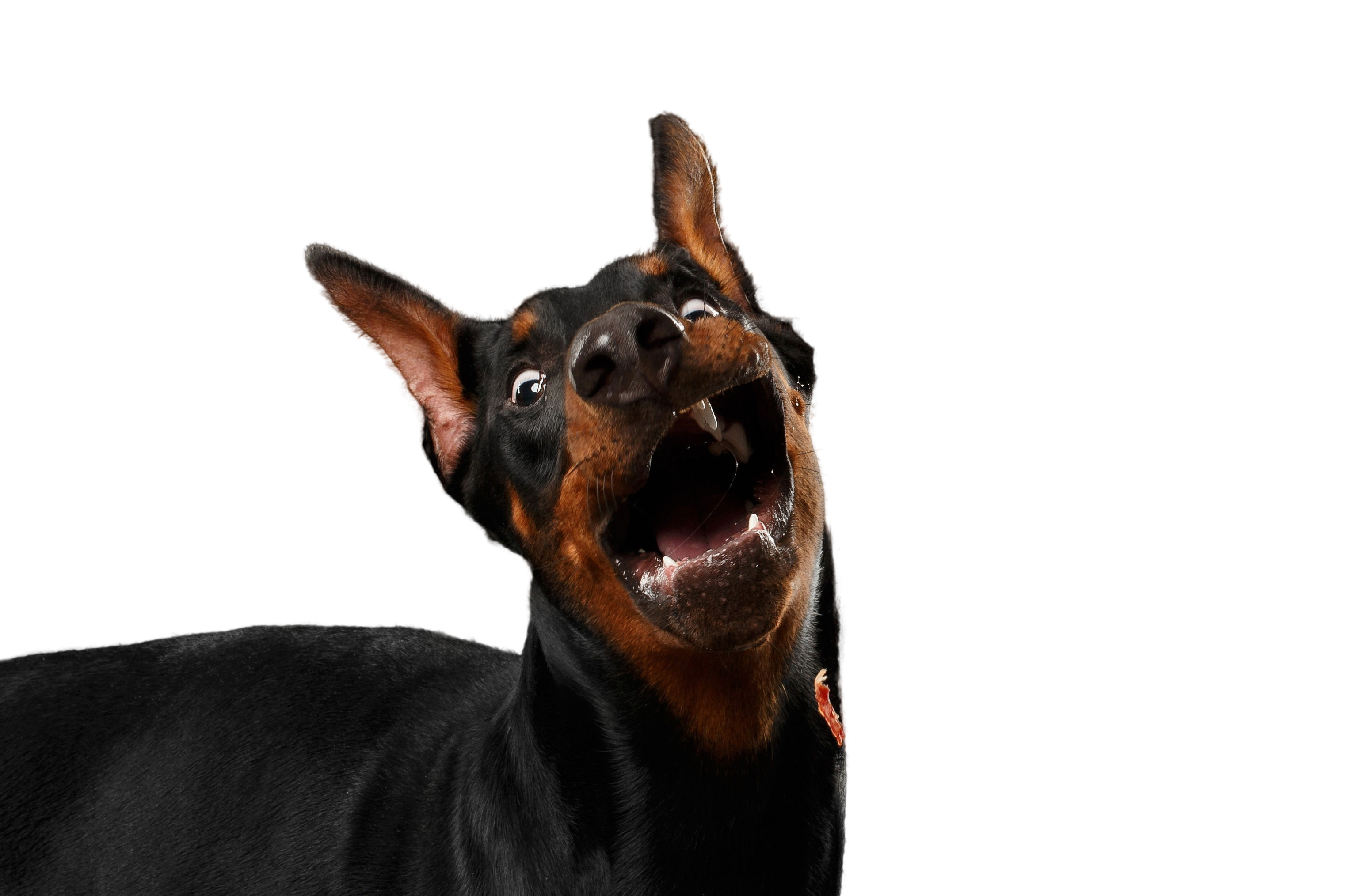 what breeds were usedto make up the doberman