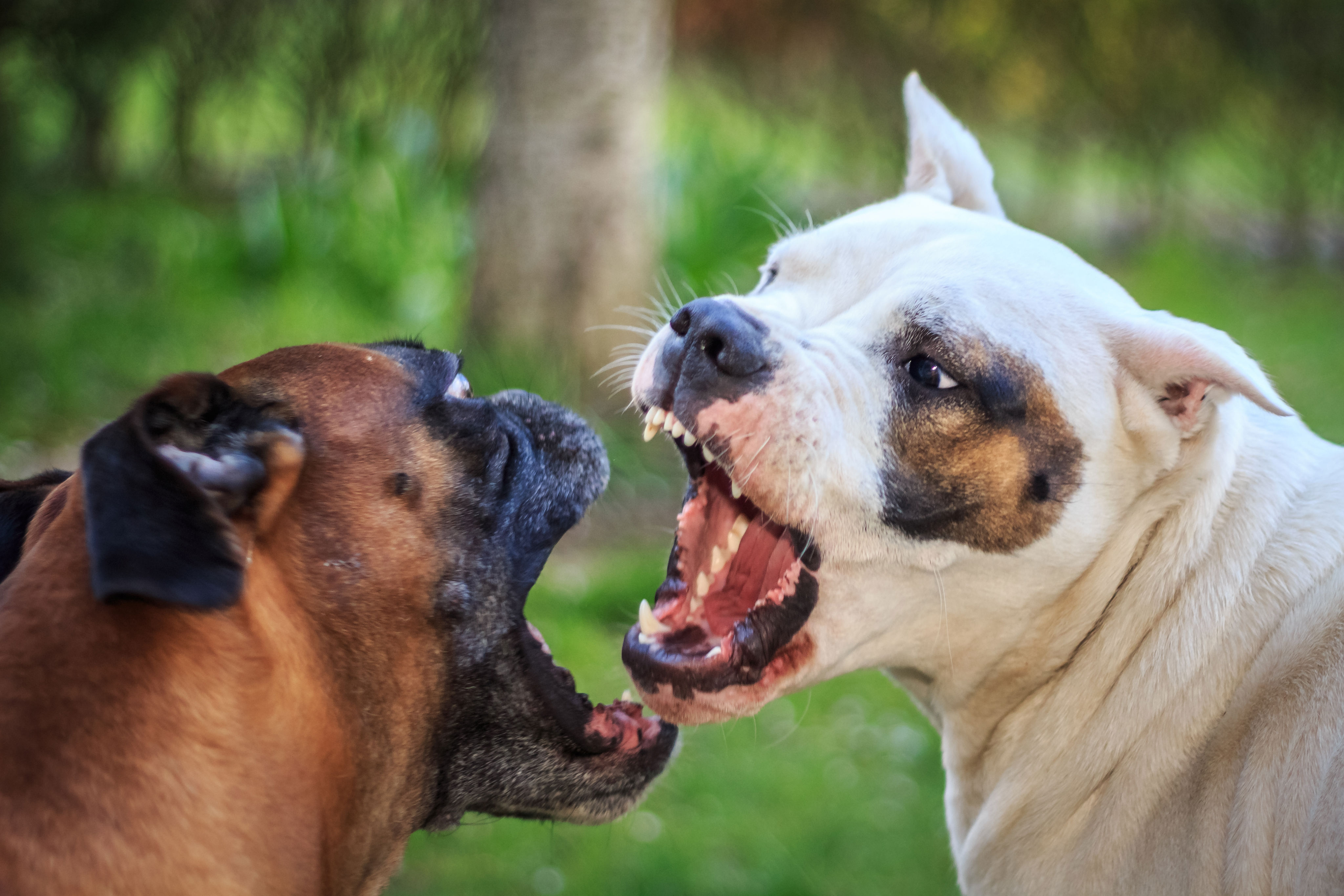 Biting power in dogs These 7 breeds have the most power dogbible