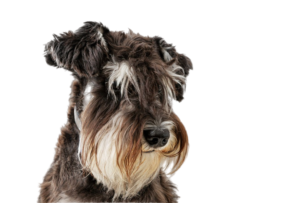 at what age can you breed a miniature schnauzer