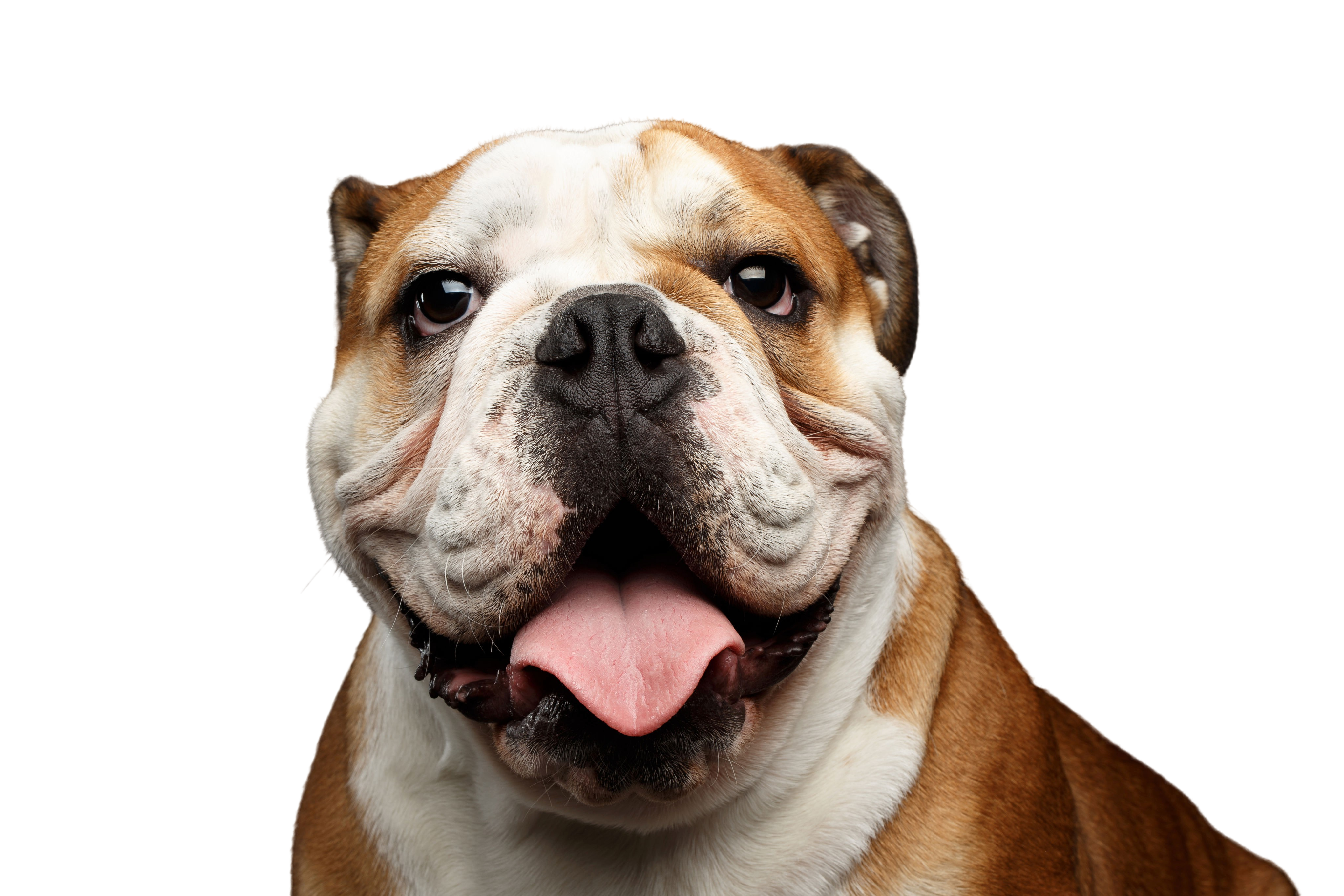 English Bulldog Breed Description Character Dogbible