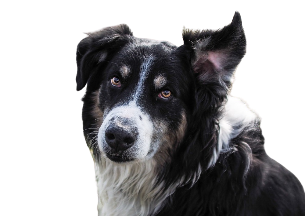 English Shepherd: Character & Ownership - Dog Breed Pictures - dogbible