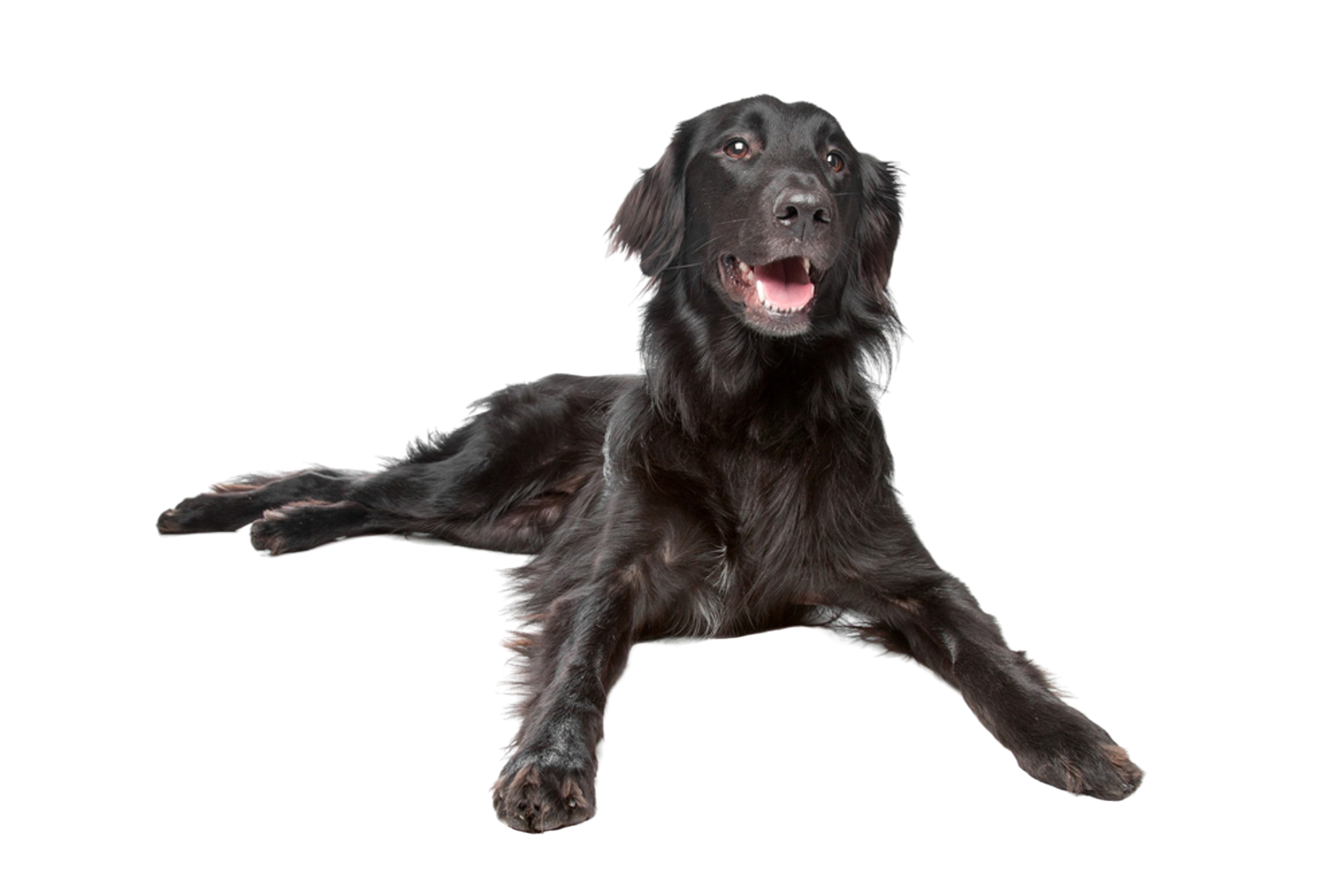 Vuiligheid porselein Silicium Flat Coated Retriever: Character & Ownership - Dog Breed Pictures - dogbible