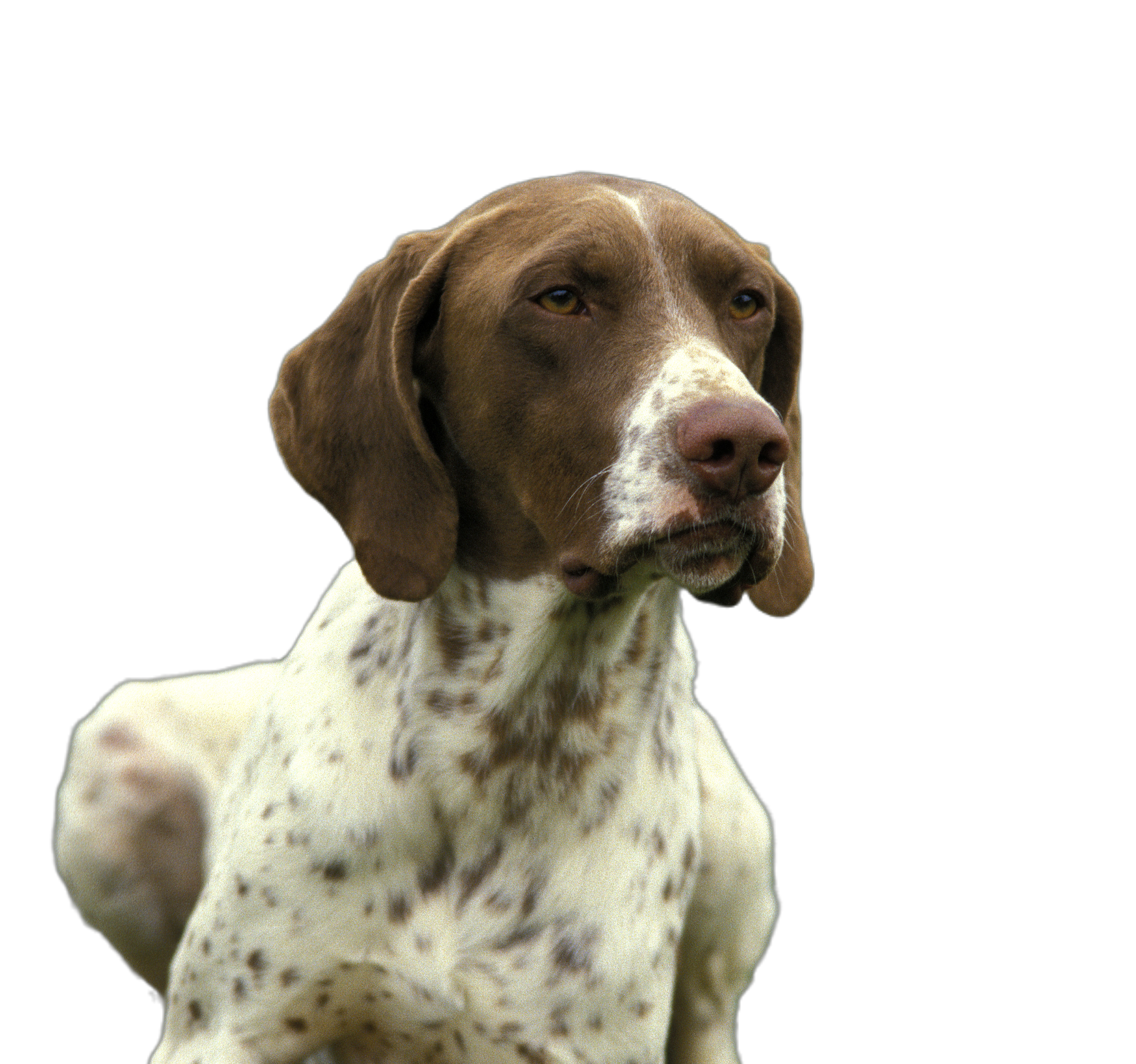 French Pointing Dog (Pyrenean type): Character & Ownership - Dog Breed ...