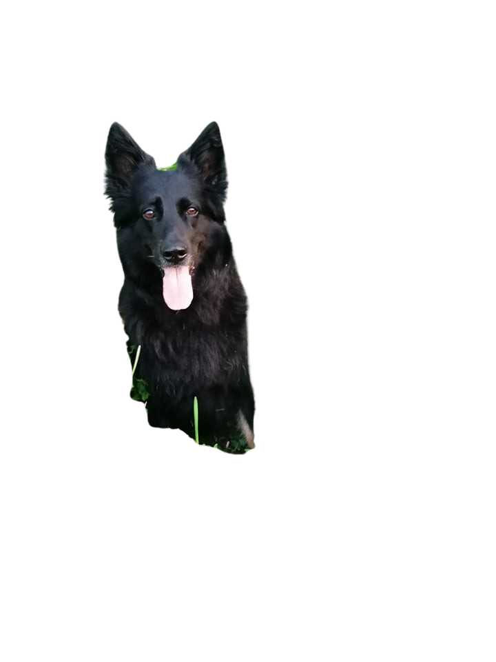 German Groenendael Character & Ownership Dog Breed Pictures dogbible