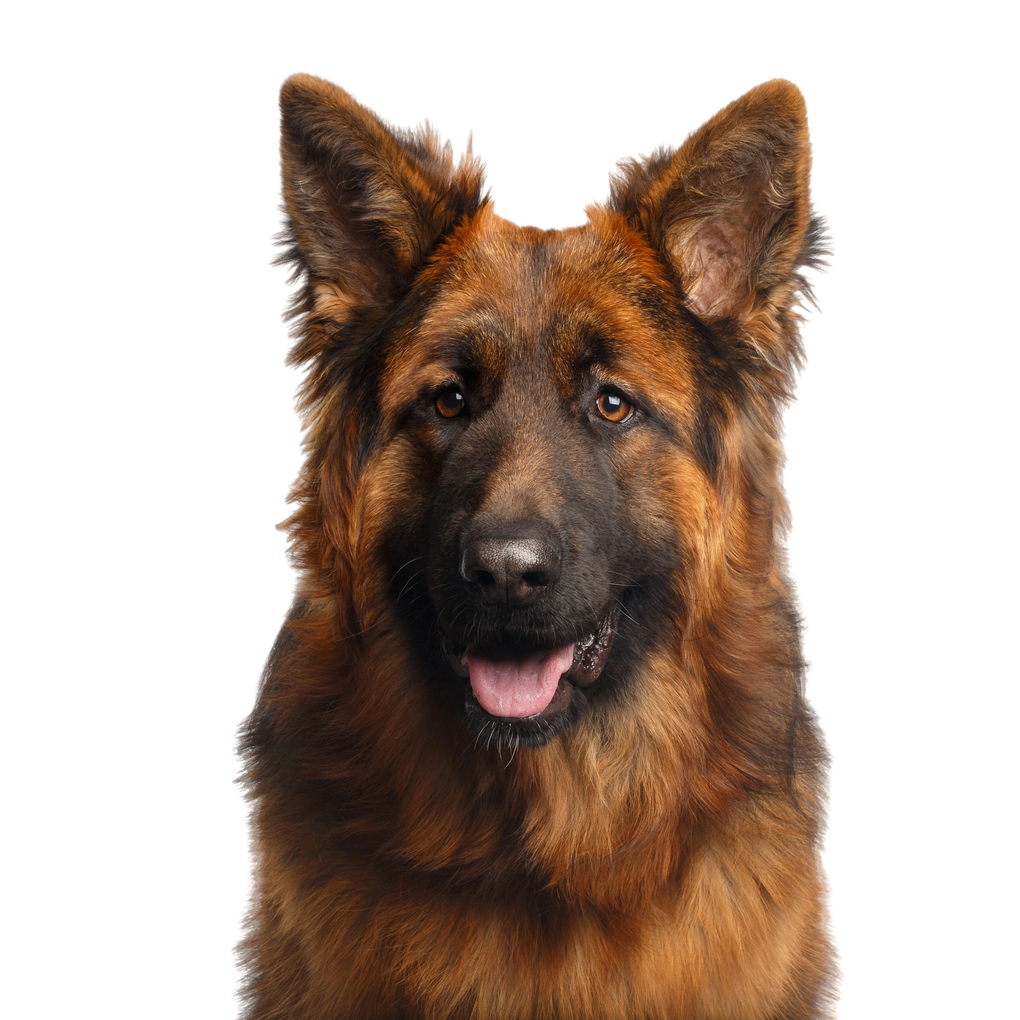 German Shepherd: Character & Ownership - Dog Breed Pictures - dogbible