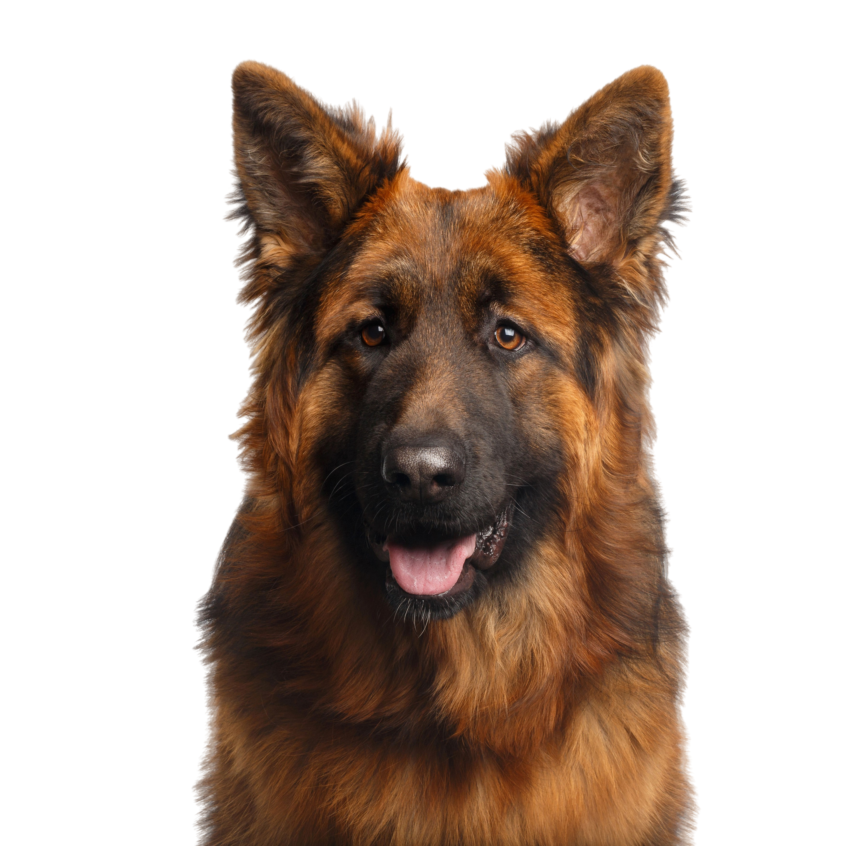 German Shepherds Ohio