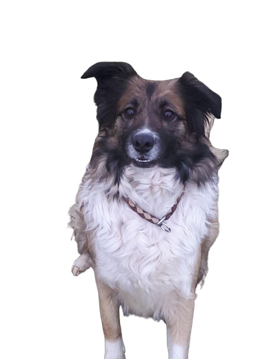 Golden Border Retriever: Character \u0026 Ownership - Dog Breed Pictures -  dogbible, image size:864x1152