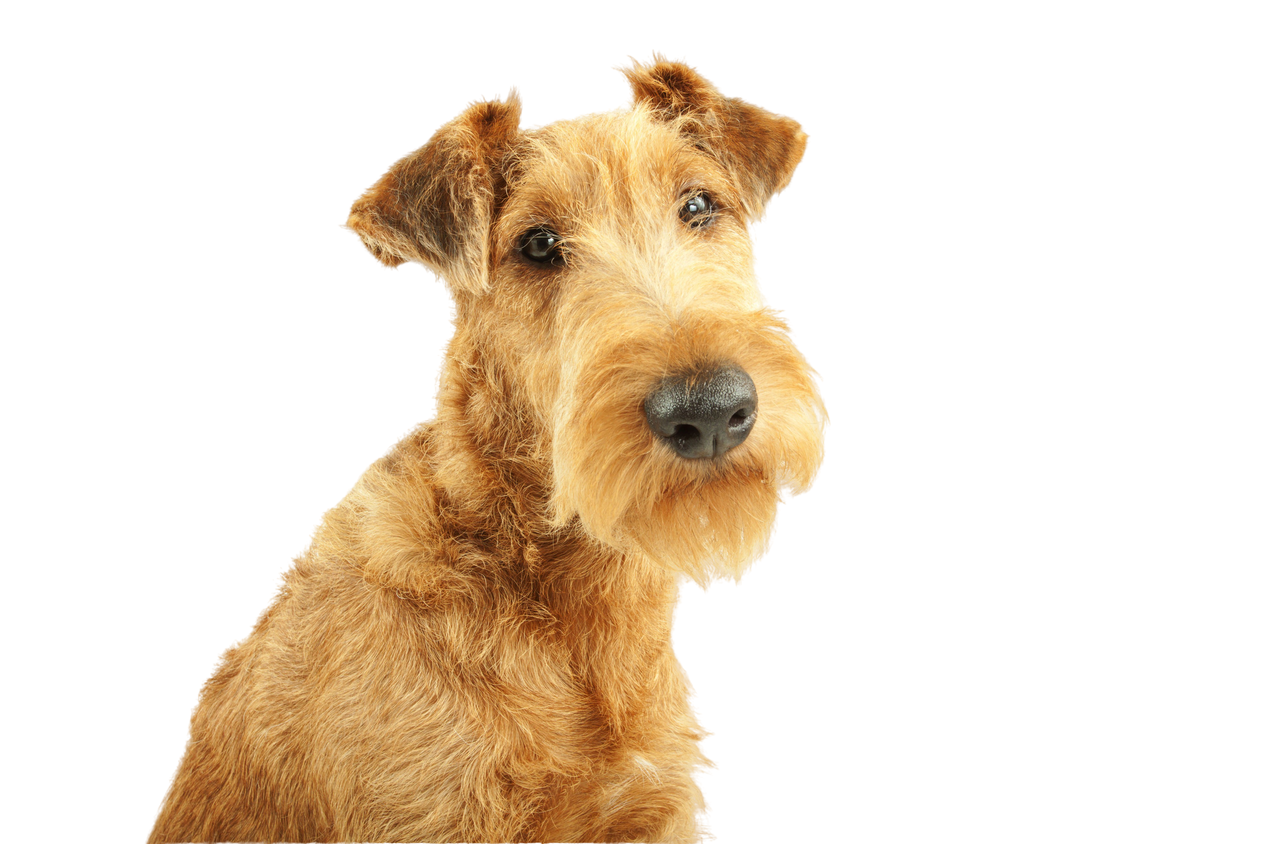 how tall do irish terriers get