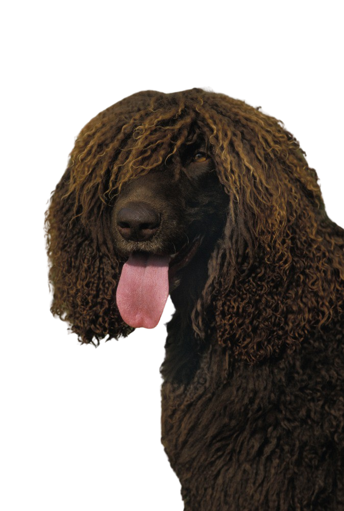 is the poodle legal in ireland
