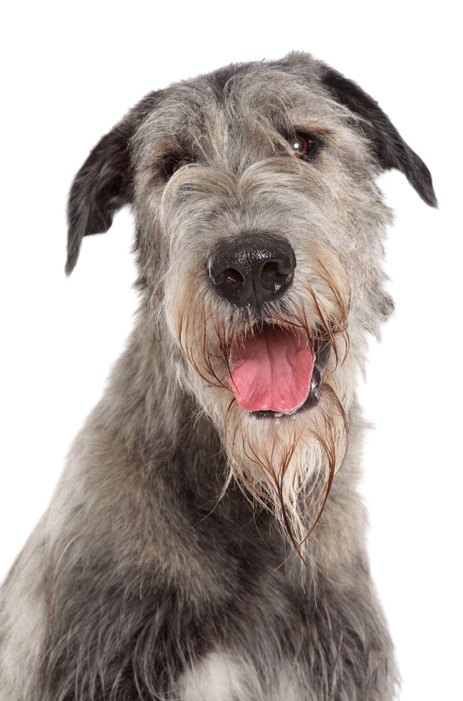 how much does an irish wolfhound cost