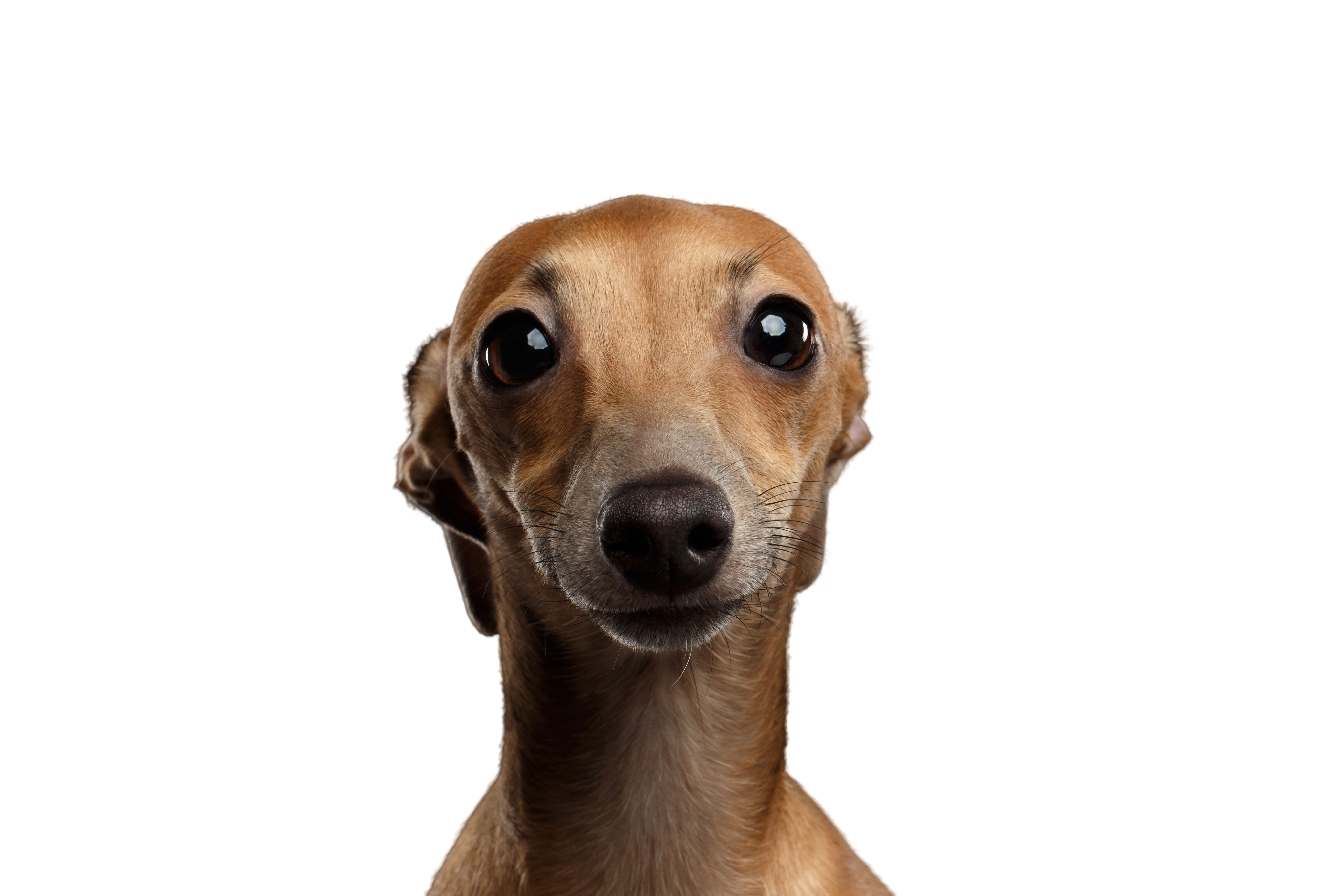 how tall are italian greyhounds