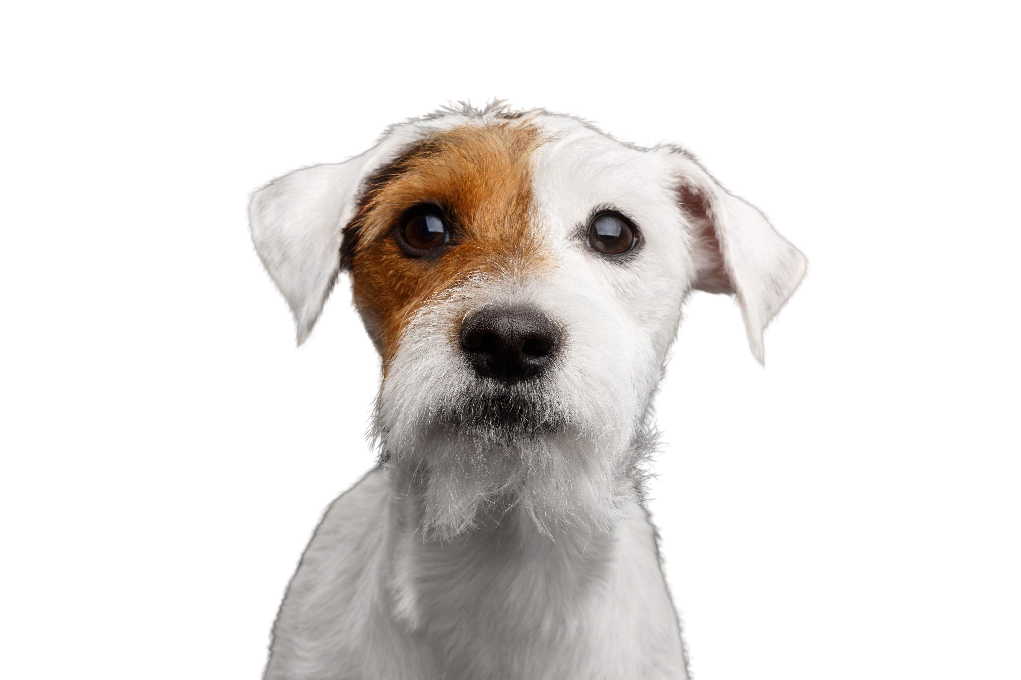 do jack russell terriers have short tails