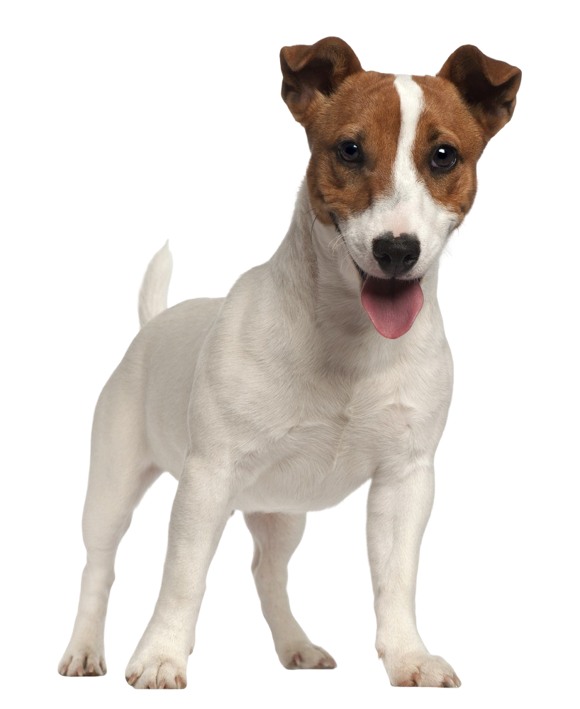 Jack Russell Terrier: Character & Ownership - Dog Breed Pictures - Dogbible