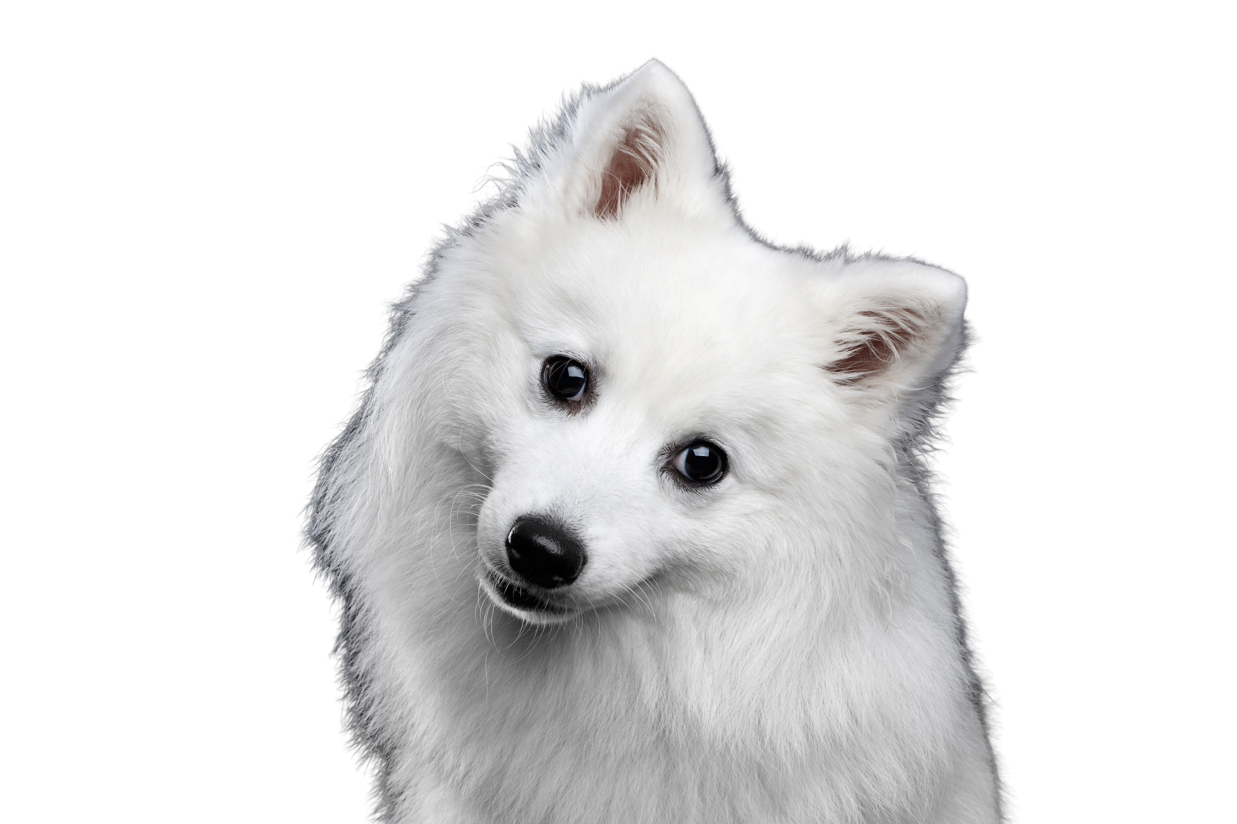 peddling Suradam Kærlig Japanese Spitz: Character & Ownership - Dog Breed Pictures - dogbible