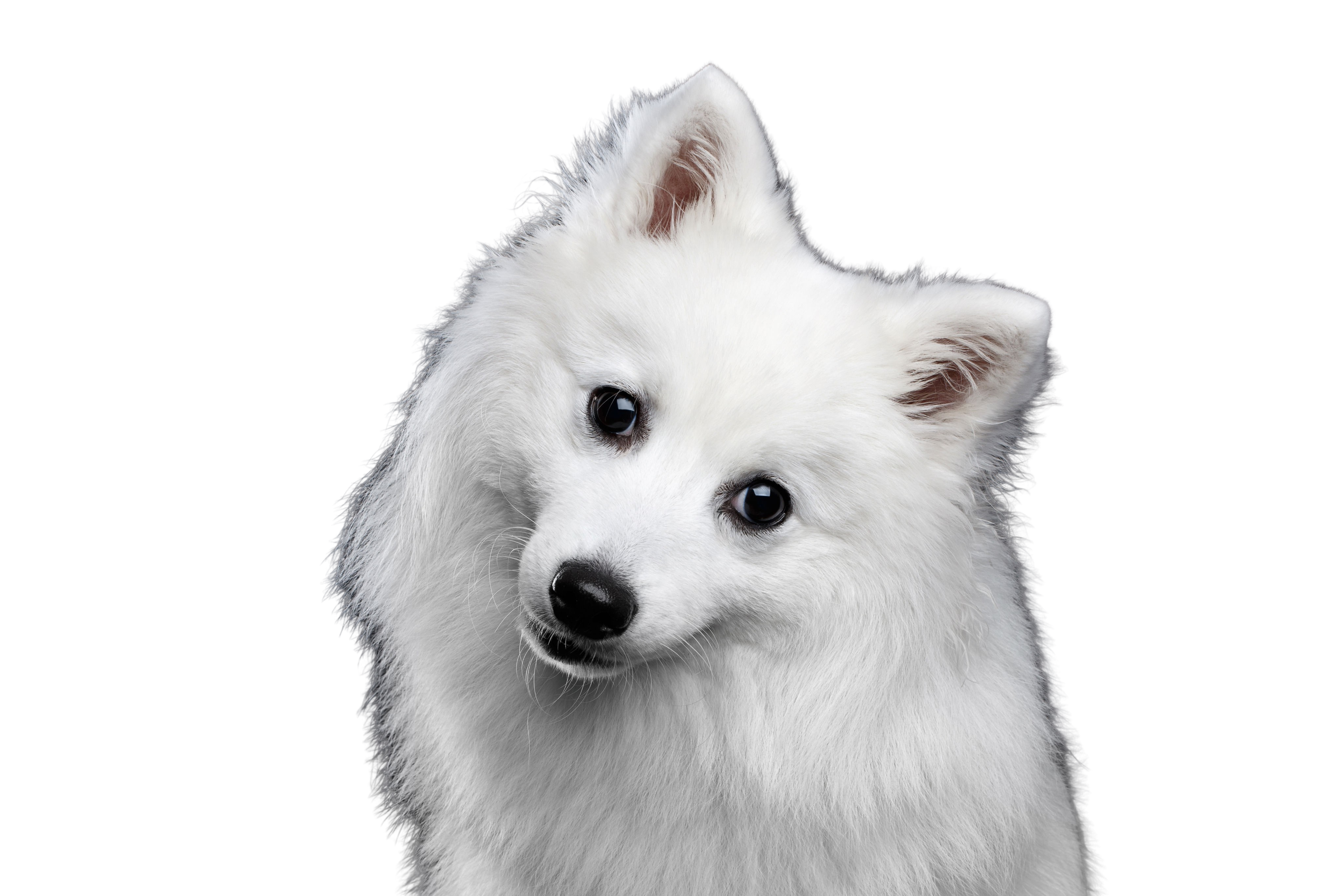 Japan Spitz Temperament Breed Description Dogbible
