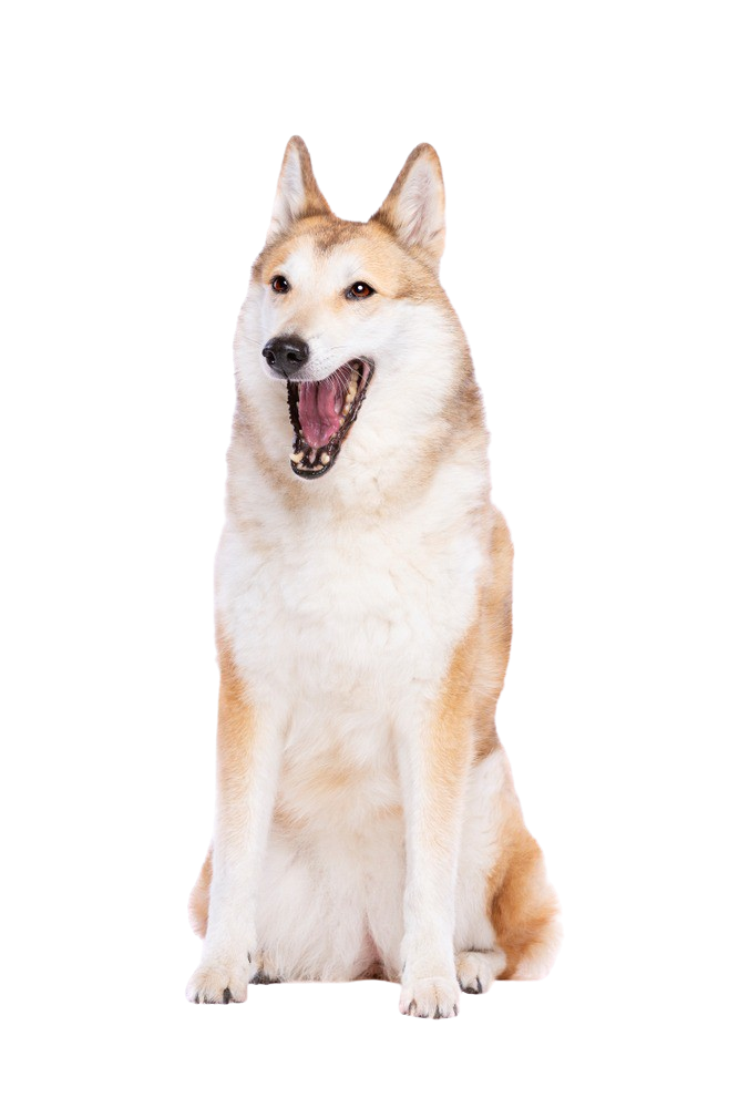 Laika: Character & Ownership - Dog Breed Pictures - dogbible