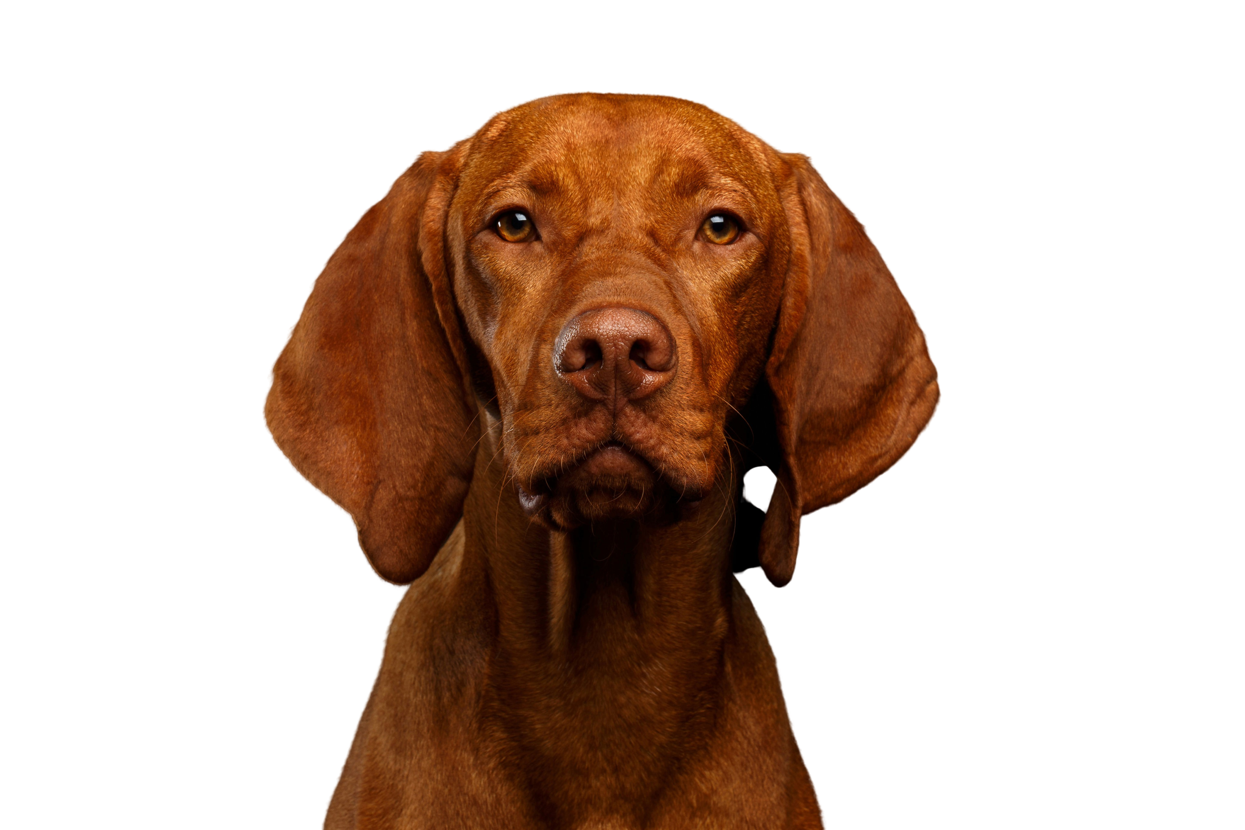Magyar Vizsla: Character & - Breed Pictures - dogbible