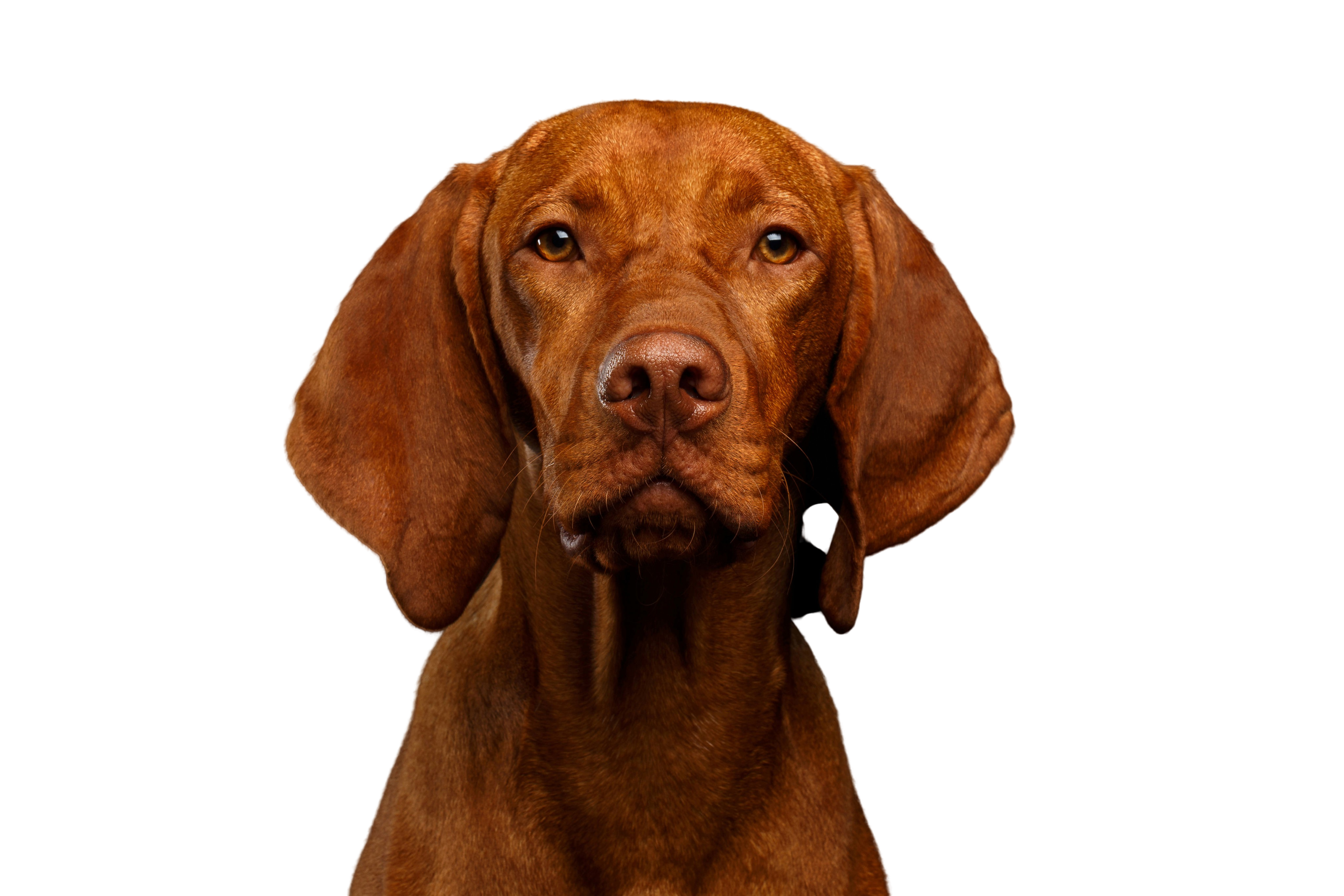 Magyar Vizsla: Character Dog Breed - dogbible