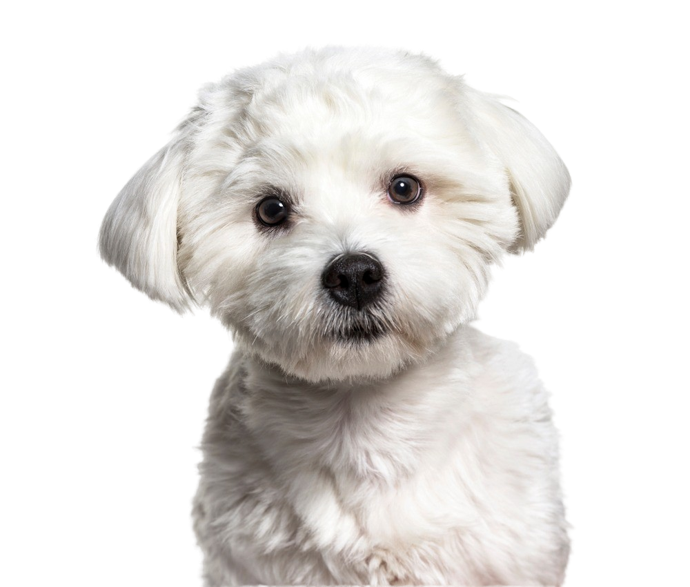 Maltese: Character & Ownership - Dog Breed Pictures - dogbible