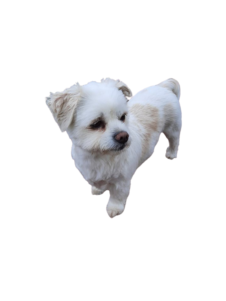 maltipom-character-ownership-dog-breed-pictures-dogbible