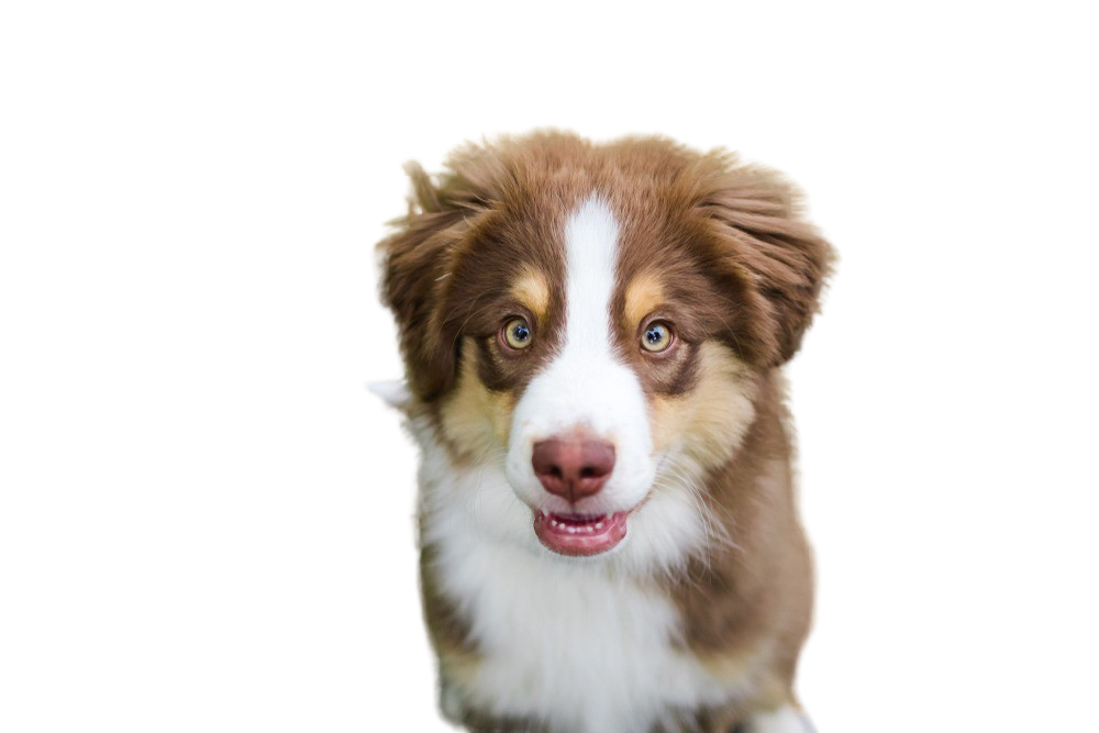 Miniature American Shepherd Dog Breed Information