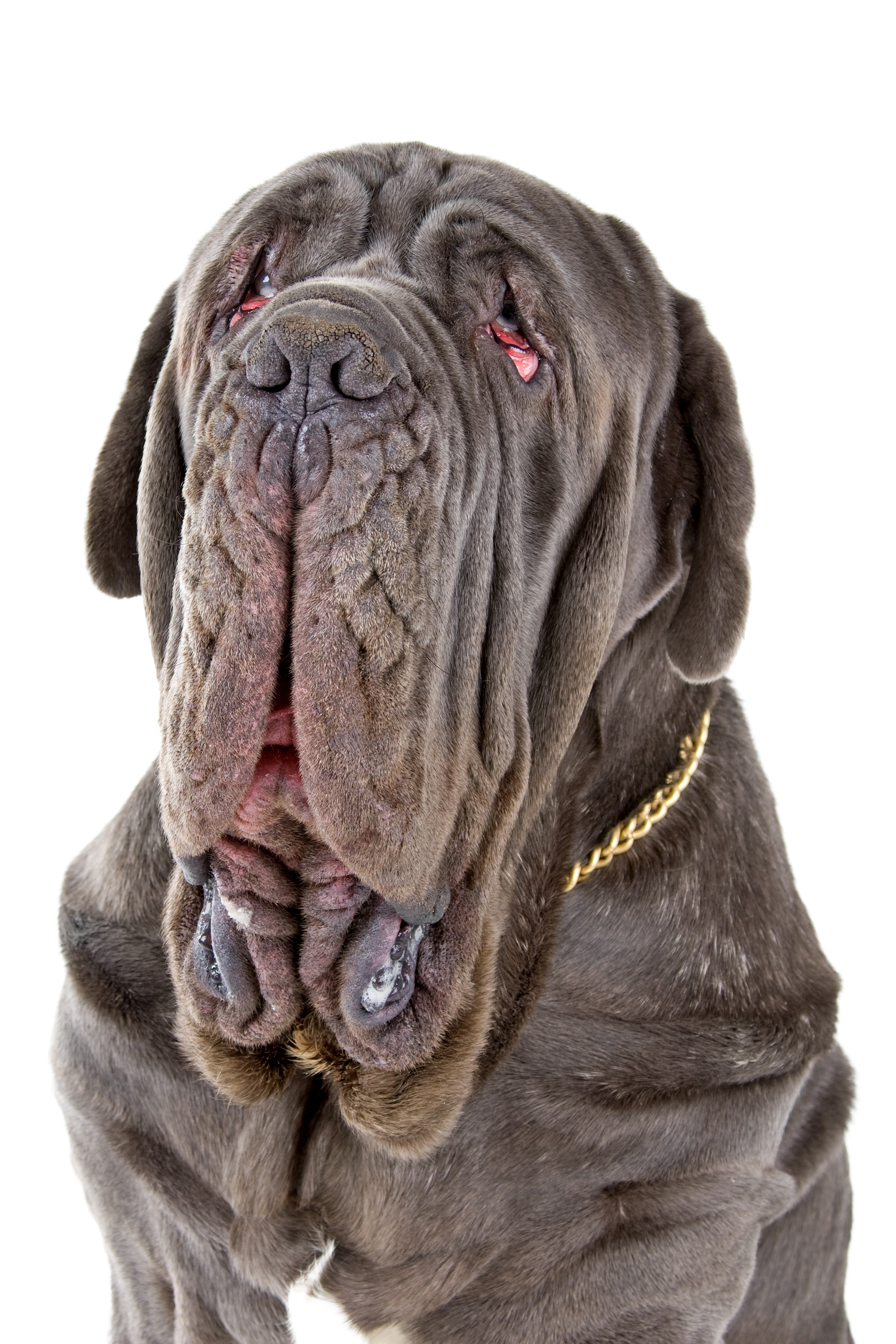 Neapolitan Mastiff: Character Dog Breed Pictures -