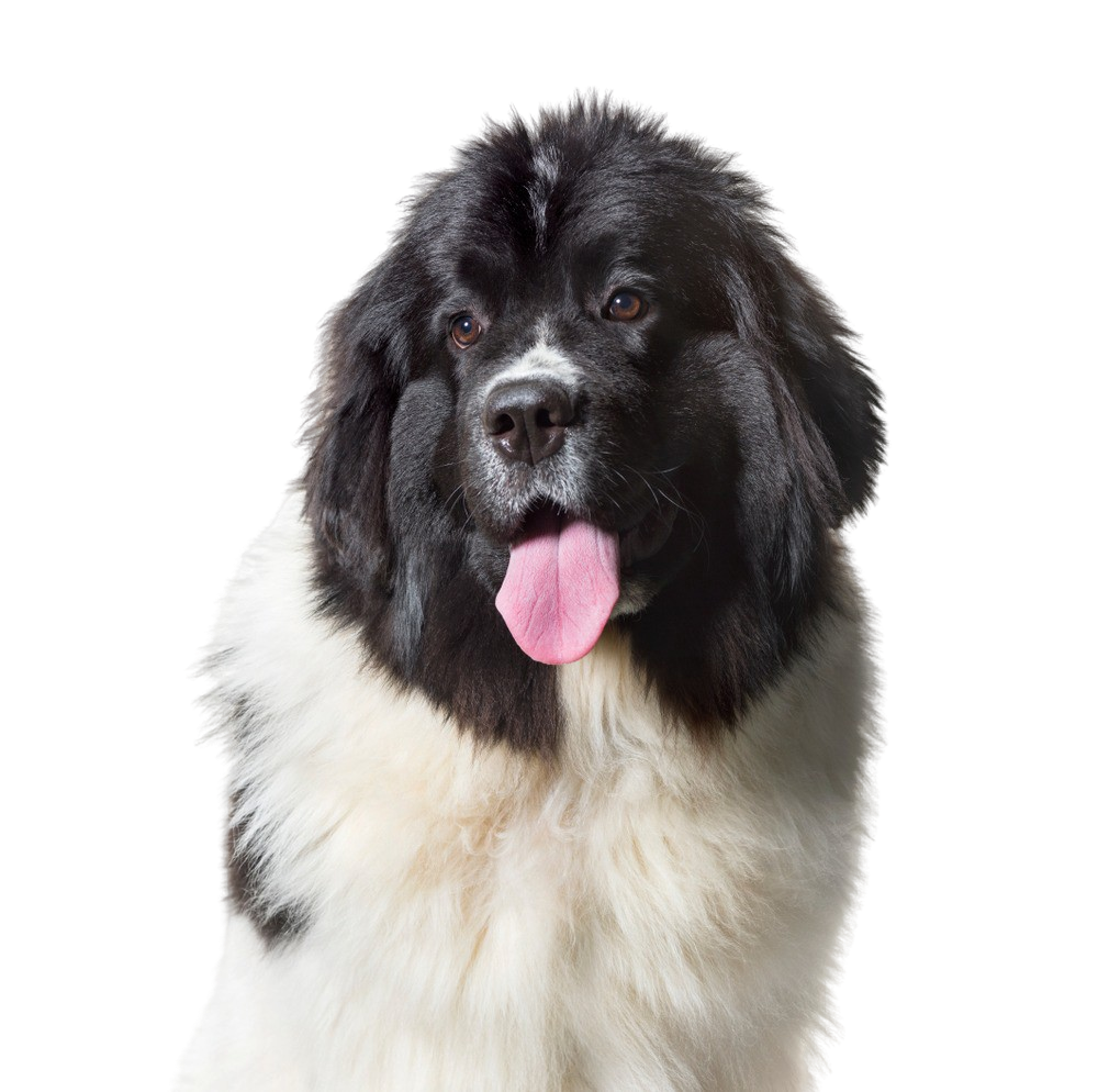 Newfoundland Character & Ownership Dog Breed Pictures dogbible