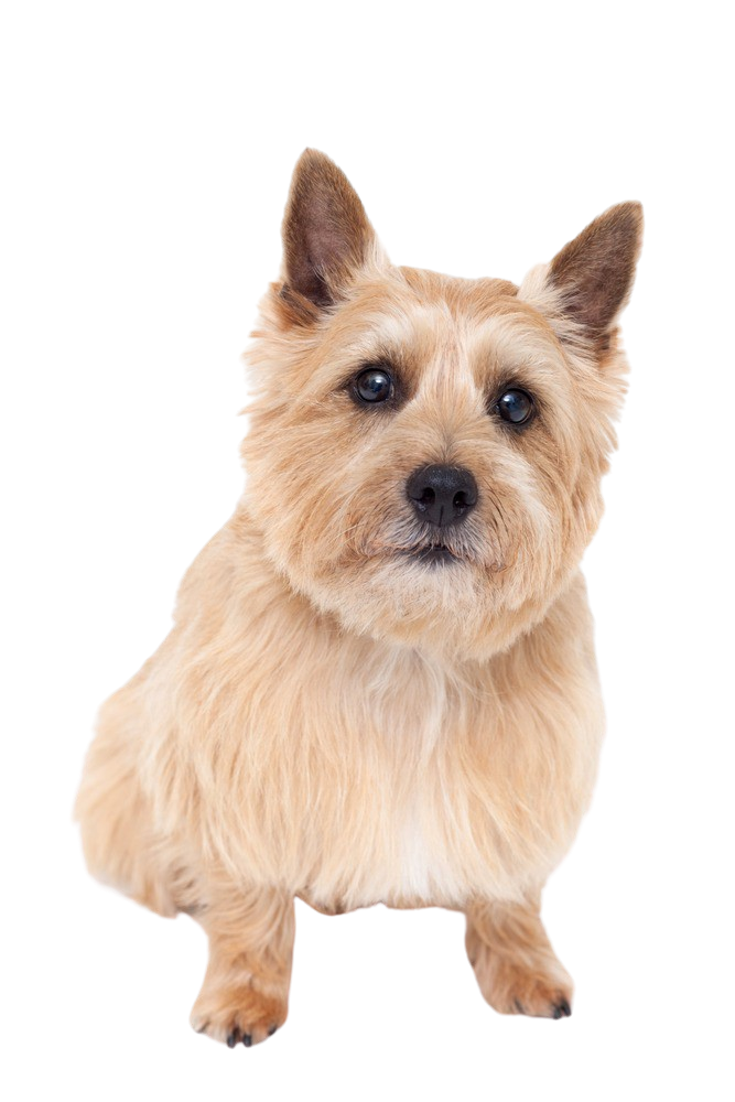 Norwich Terrier Character & Ownership Dog Breed Pictures dogbible