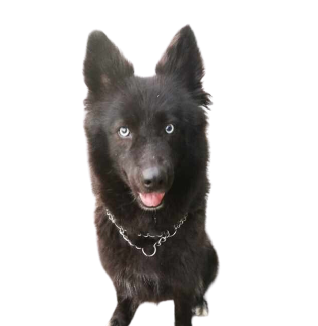 Black Husky German Shepherd Mix