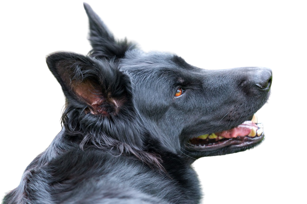 Old German shepherd Character & Ownership Dog Breed Pictures dogbible