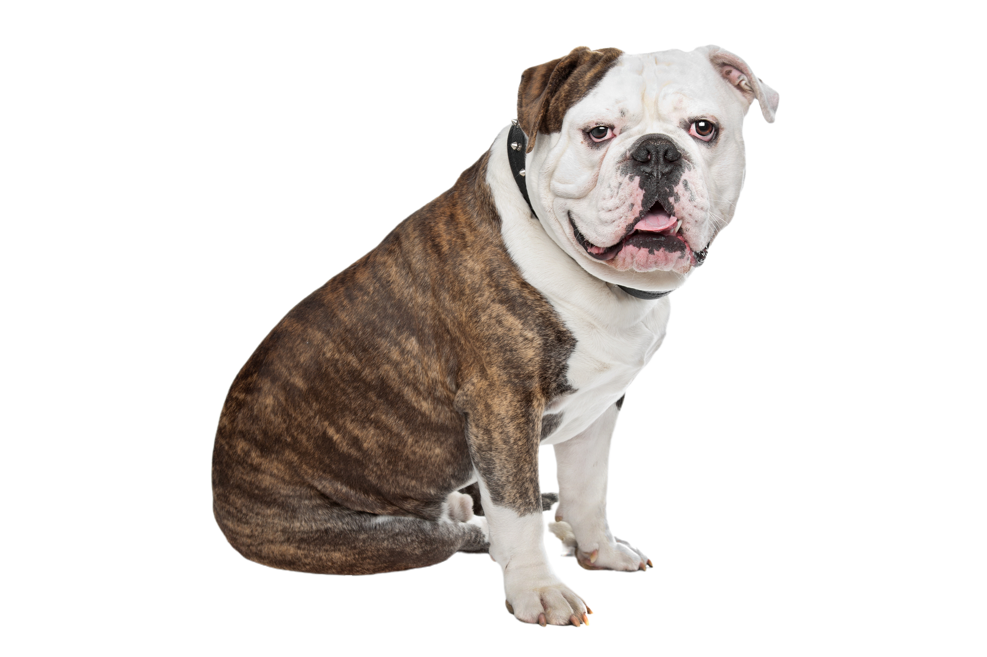Olde English Bulldog: Character & Ownership - Dog Breed Pictures - dogbible