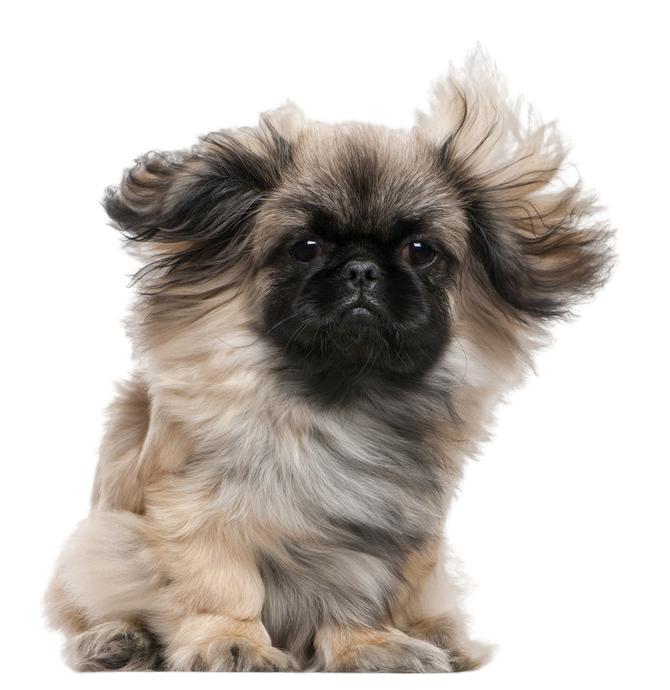 are pekingese aggressive