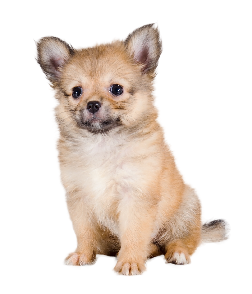 Pomchi Mixed Dog Breed Pictures, Characteristics, & Facts