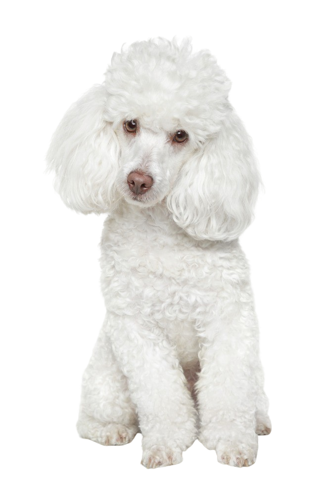 Are Poodles Loud Dogd