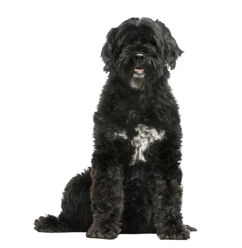 Portuguese Water Dog Character & Ownership Dog Breed Pictures dogbible