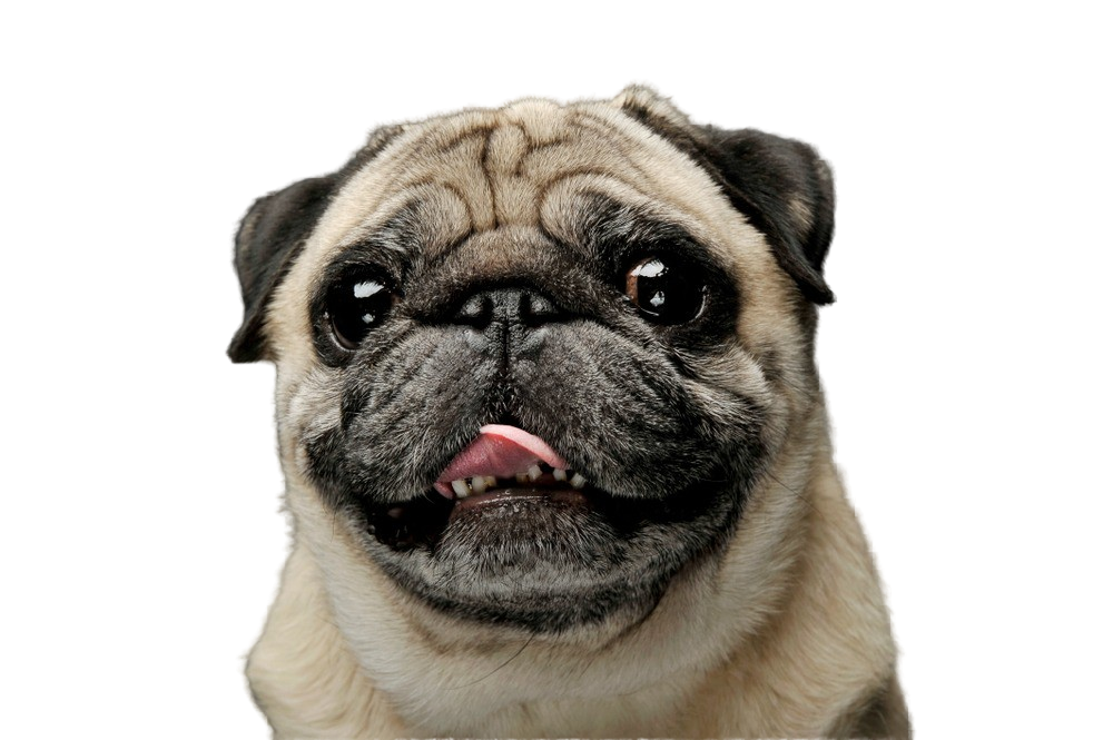Pug: Character & Ownership - Dog Breed Pictures - dogbible