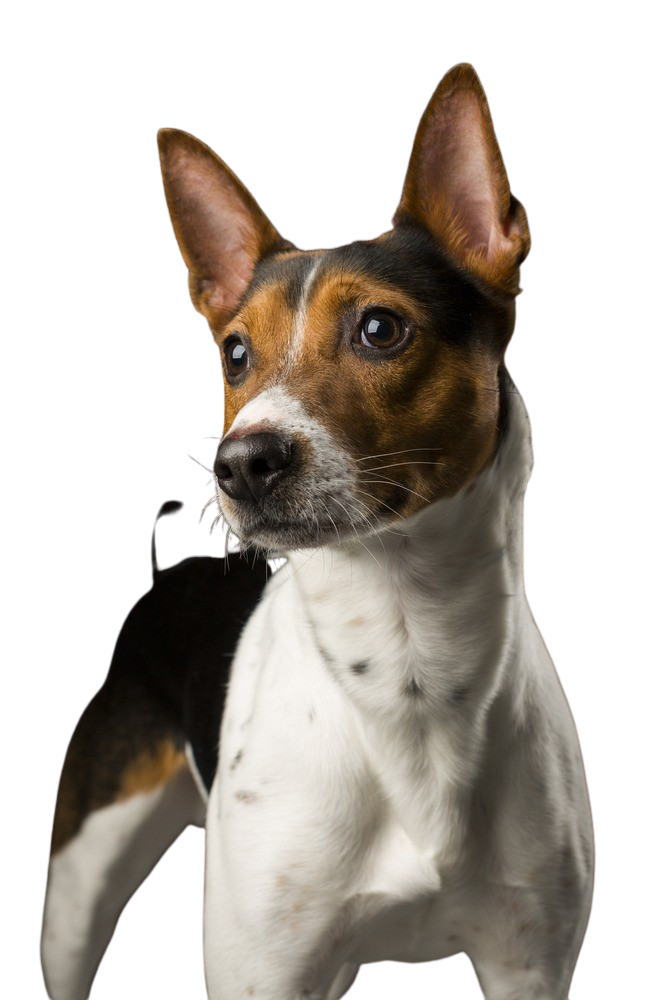how long did your rat terrier live