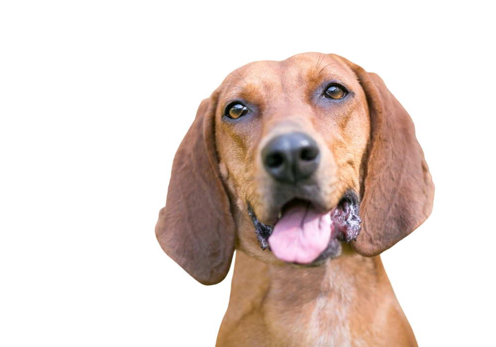 are redbone coonhound hypoallergenic