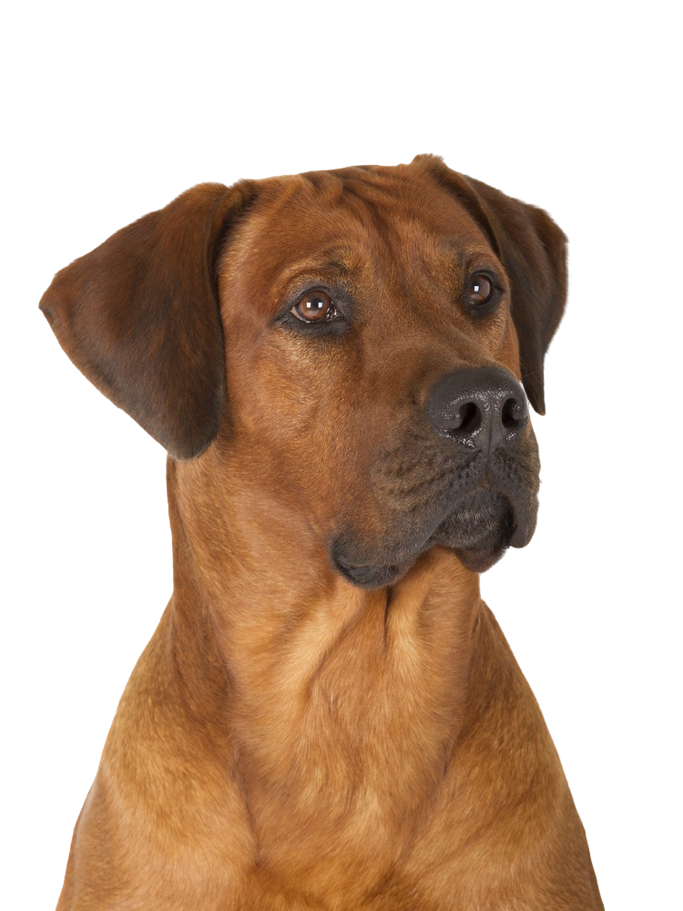 are poodles as smart as rhodesian ridgebacks