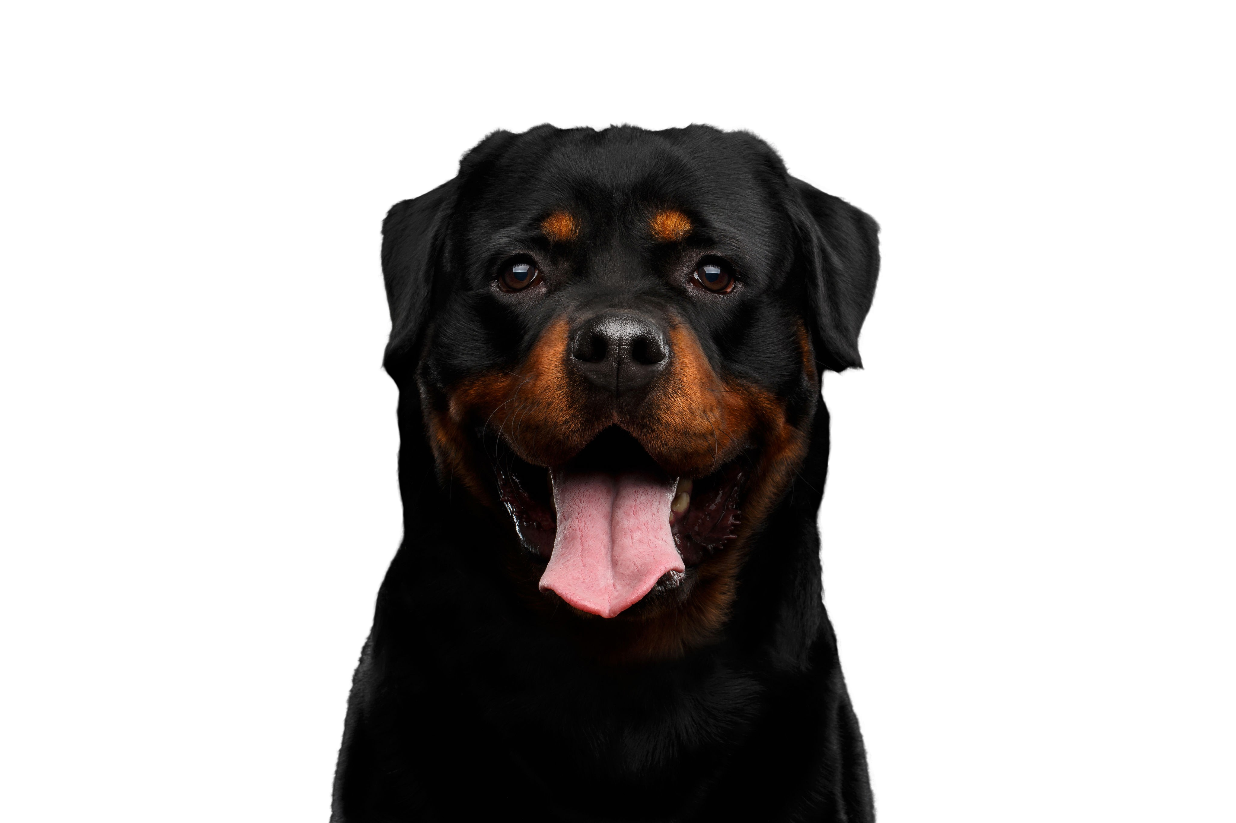 Rottweiler: Character & Ownership - Dog Breed Pictures - dogbible