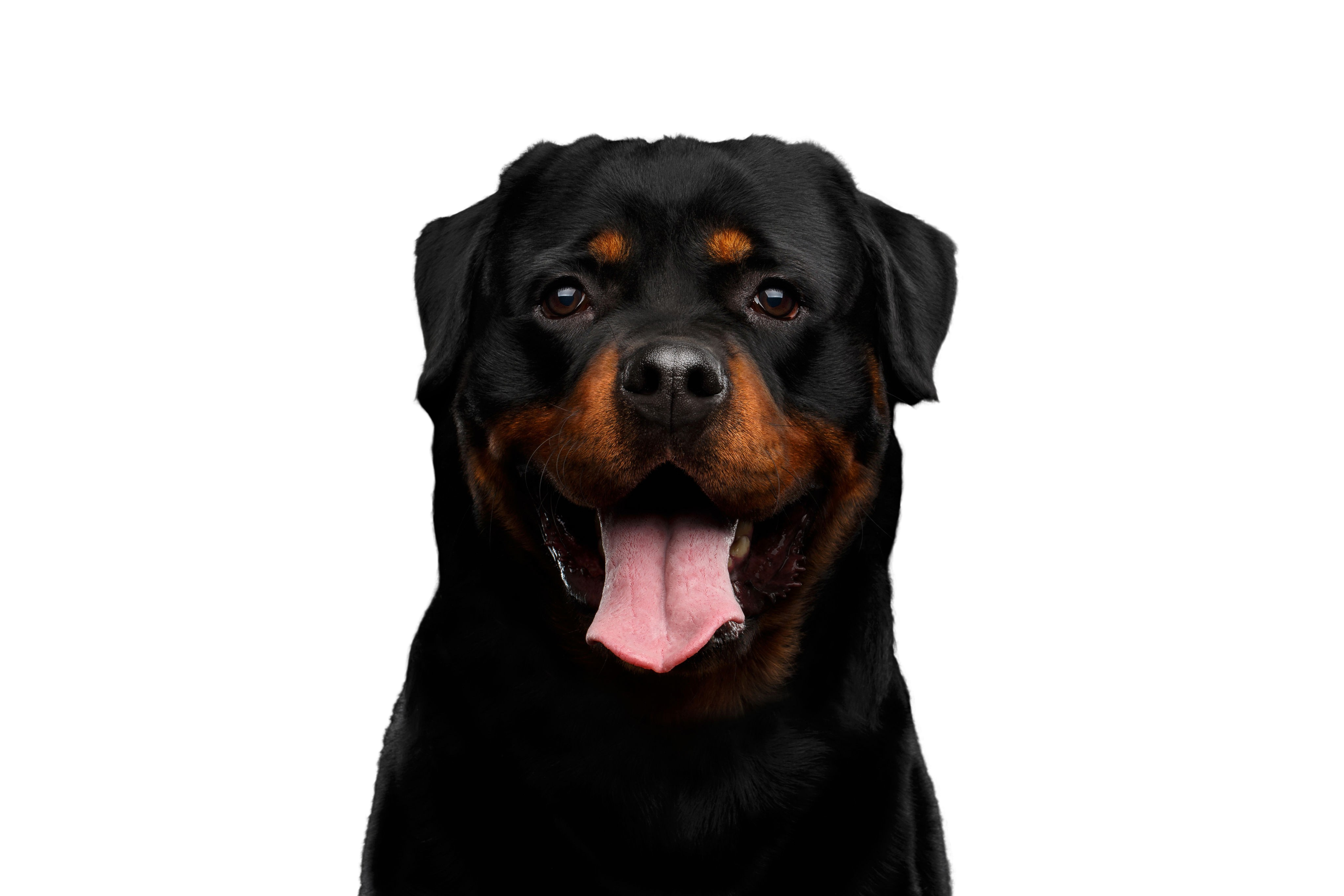 are rottweiler affectionate