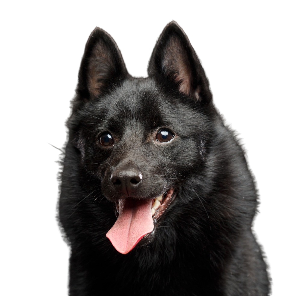 are schipperke the most intelligent dogs