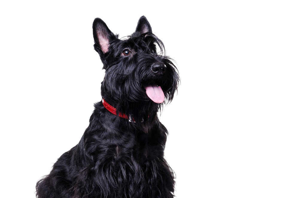 are scottish terriers the breed for you