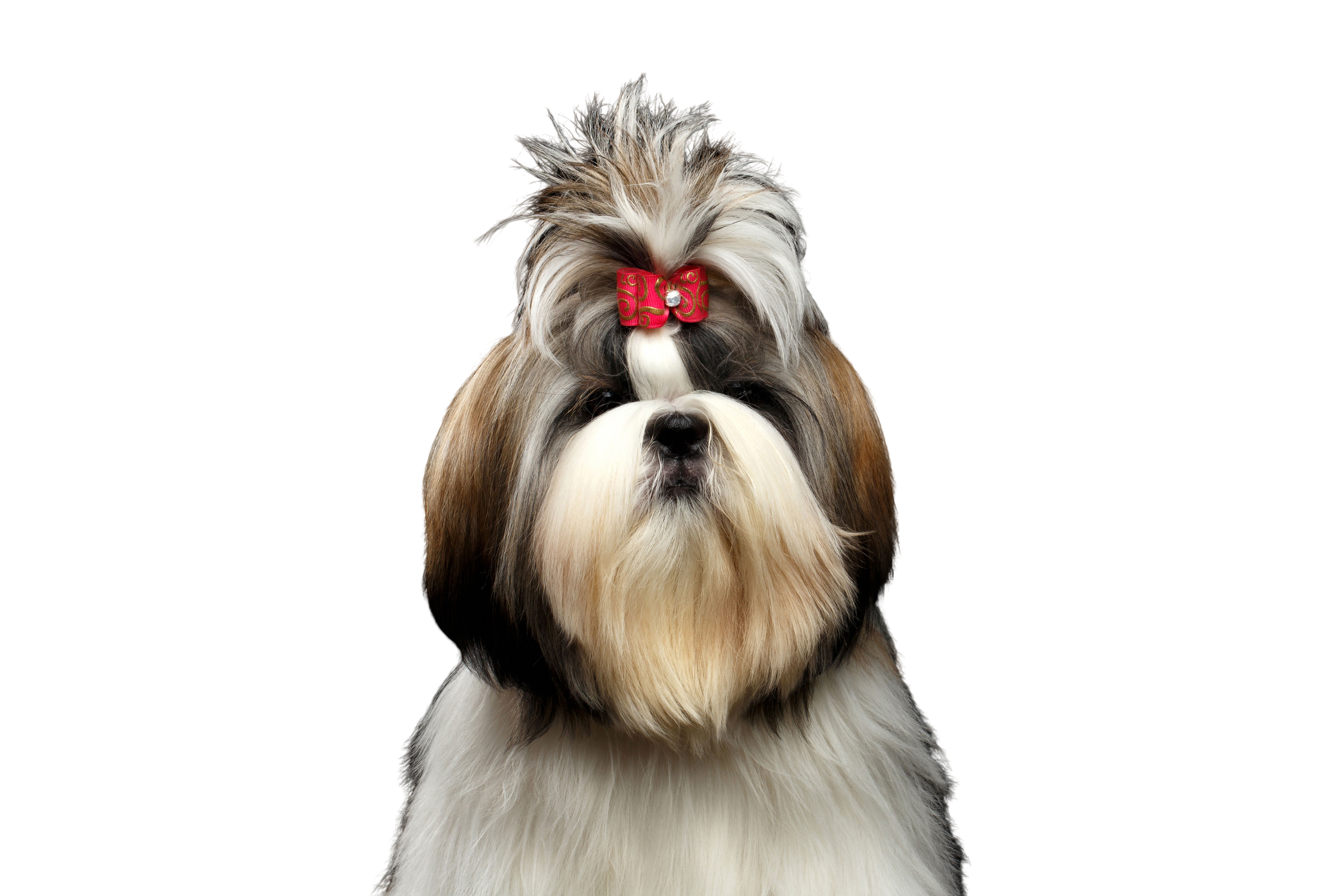 are shih tzu dogs intelligent