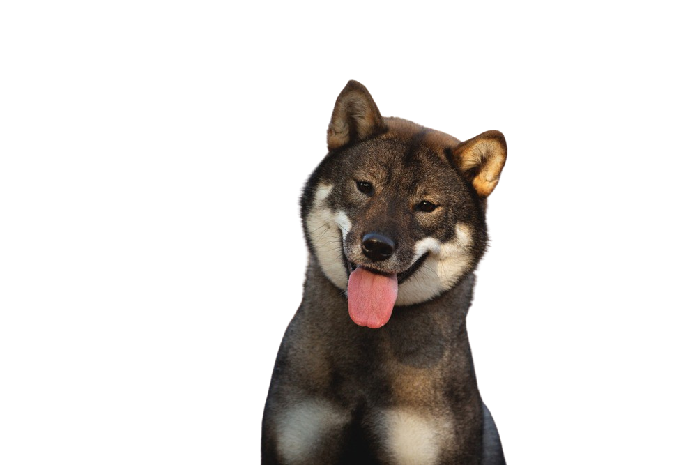 are shikoku dogs friendly or dangerous to strangers