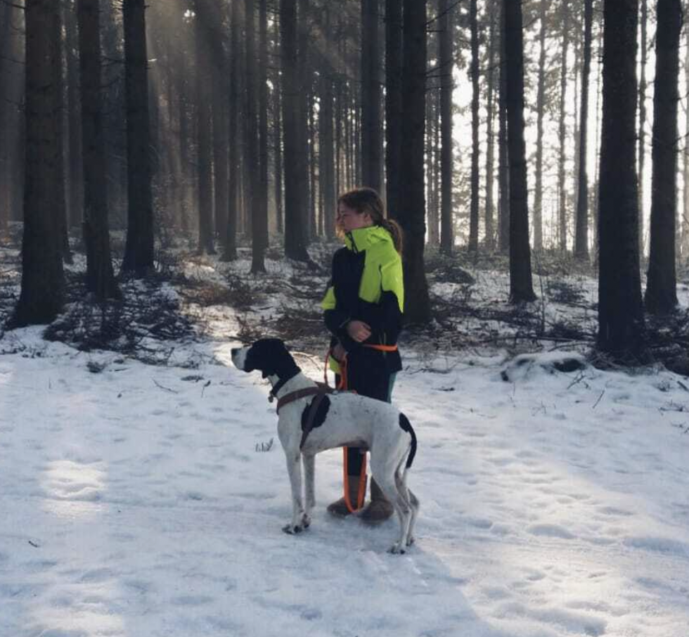 Transylvizsla hound sales