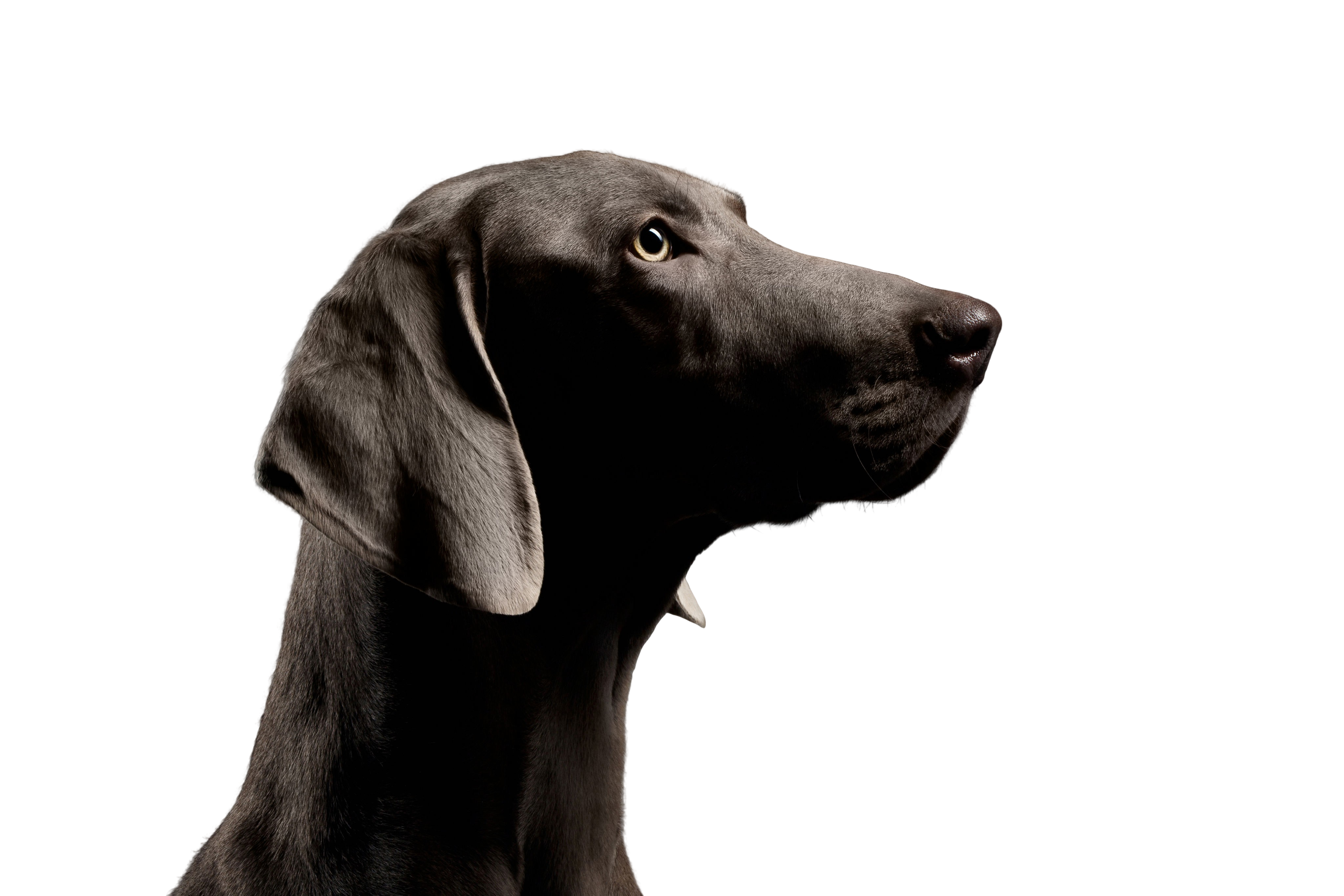 are weimaraners good guard dogs
