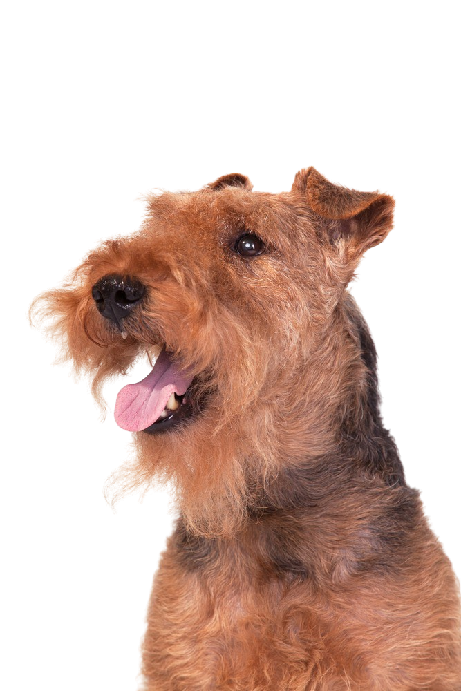 Welsh terrier Character & Ownership Dog Breed Pictures dogbible