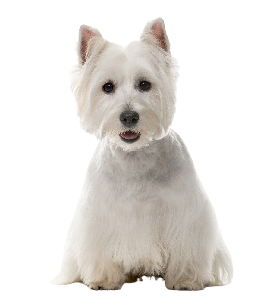 white west highland terrier